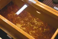 イヨボヤ会館の写真・動画_image_53697