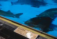イヨボヤ会館の写真・動画_image_53698