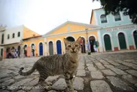 サン・ルイスの写真・動画_image_57566