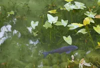 板取川温泉バーデェハウスの写真・動画_image_58595