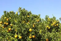 生見サーフィン場の写真・動画_image_58951