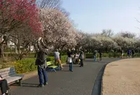 梅林公園の写真・動画_image_66267