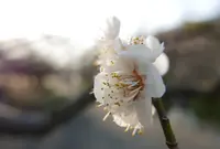 梅林公園の写真・動画_image_66269
