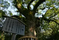 熱田神宮の写真・動画_image_68423