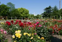 薔薇の名所の写真・動画_image_79944