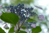 紫陽花の名所の写真・動画_image_79952