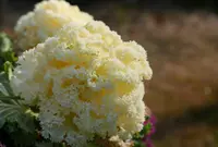 いつも花が咲いているの写真・動画_image_79954