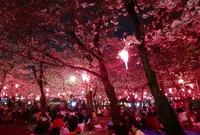桜の名所の写真・動画_image_79964
