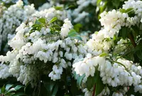 いつも花が咲いているの写真・動画_image_79975