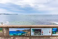 Cabbage Tree Bay Aquatic Reserveの写真・動画_image_1035280