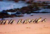 Penguin Paradeの写真・動画_image_1123715