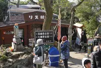 今も大人気のリス村の写真・動画_image_127387