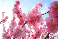 安八百梅園の写真・動画_image_128414