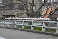 何故ココにカモメの集団が?の写真・動画_image_129421