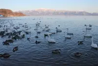 猪苗代湖の写真・動画_image_134352