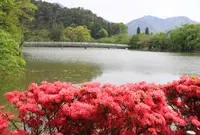 臥竜公園の写真・動画_image_134971