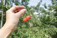 黒岩果樹園の写真・動画_image_136010