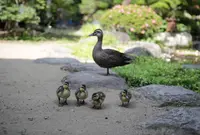 豪商の館田中本家博物館の写真・動画_image_136011