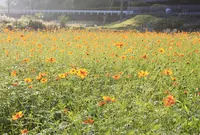 佐のう地区の写真・動画_image_137311