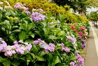 中目黒あじさい一気に撮影ポイントの写真・動画_image_137749