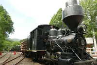 赤沢自然休養林の写真・動画_image_145321