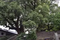 山王神社の写真・動画_image_150085