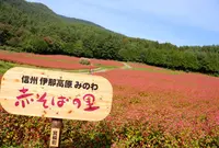 赤そばの里の写真・動画_image_152853