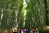 嵯峨野竹林の写真・動画_image_154793