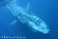 トリンコマリーの写真・動画_image_155949