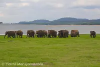 ミネリヤの写真・動画_image_155950