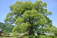 川古の大楠公園の写真・動画_image_162732