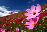 花の駅 生駒高原の写真・動画_image_1695620