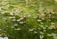 モネの池（名もなき池）の写真・動画_image_183300