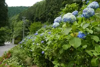 板取あじさい街道の写真・動画_image_183312