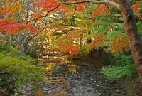 舟志　もみじ街道の写真・動画_image_188190
