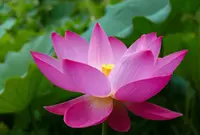 蓮の名所の写真・動画_image_189071