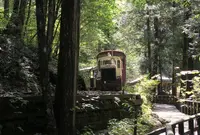 赤沢自然休養林の写真・動画_image_197089