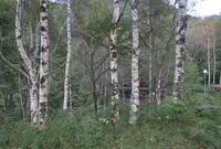 木曽駒高原の写真・動画_image_197097