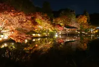 東山動物園の写真・動画_image_206621