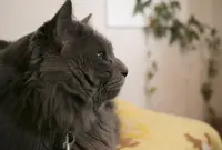 カフェ・ギャラリー緑の小箱の写真・動画_image_208073