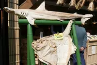 伊勢ひもの塾の写真・動画_image_223737