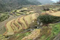 中山千枚田の写真・動画_image_224862