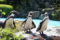 阿蘇カドリー・ドミニオンの写真・動画_image_235301