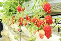 諏訪湖いちご園の写真・動画_image_246181