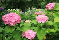 矢田寺の写真・動画_image_246533