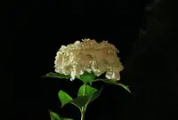 三室戸寺の写真・動画_image_246536