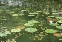 モネの池（名もなき池）の写真・動画_image_247748
