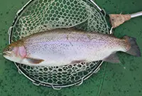 【閉業】としまえんフィッシングエリアの写真・動画_image_269492