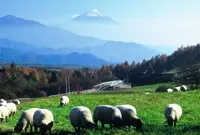 まきば公園の写真・動画_image_281648