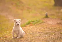 ティンカーベルこものの写真・動画_image_498147